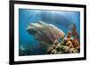 Purple Sea Fan Soft Coral , the Background, Cuba-James White-Framed Photographic Print