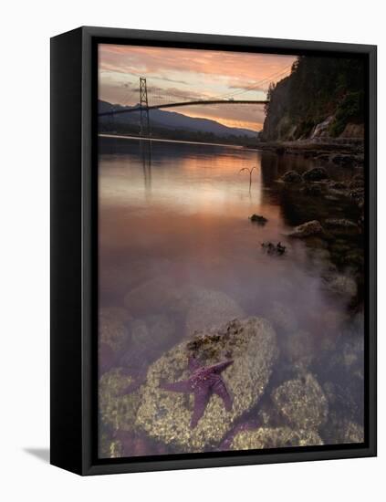 Purple Sea Star (Asterias Ochracea) and Lions Gate Bridge, Stanley Park, British Columbia, Canada-Paul Colangelo-Framed Stretched Canvas