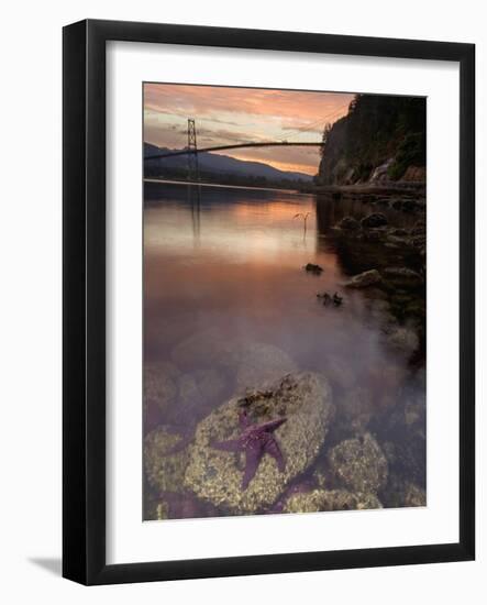 Purple Sea Star (Asterias Ochracea) and Lions Gate Bridge, Stanley Park, British Columbia, Canada-Paul Colangelo-Framed Photographic Print