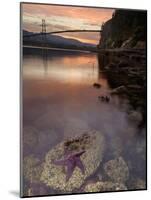 Purple Sea Star (Asterias Ochracea) and Lions Gate Bridge, Stanley Park, British Columbia, Canada-Paul Colangelo-Mounted Photographic Print