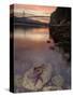 Purple Sea Star (Asterias Ochracea) and Lions Gate Bridge, Stanley Park, British Columbia, Canada-Paul Colangelo-Stretched Canvas