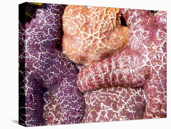 Purple Sea Stars, Long Beach, Pacific Rim National Park Reserve, Tofino, Vancouver Island, Canada-Paul Colangelo-Stretched Canvas