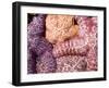 Purple Sea Stars, Long Beach, Pacific Rim National Park Reserve, Tofino, Vancouver Island, Canada-Paul Colangelo-Framed Photographic Print