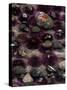 Purple Sea Urchins and Star Fish, Salt Creek Recreational Area, Washington, USA-Jamie & Judy Wild-Stretched Canvas