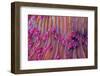 Purple short tentacle mushroom coral, Indonesia-Constantinos Petrinos-Framed Photographic Print