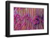 Purple short tentacle mushroom coral, Indonesia-Constantinos Petrinos-Framed Photographic Print