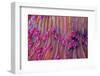 Purple short tentacle mushroom coral, Indonesia-Constantinos Petrinos-Framed Photographic Print