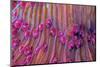 Purple short tentacle mushroom coral, Indonesia-Constantinos Petrinos-Mounted Photographic Print