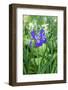 Purple Siberian iris, USA-Lisa Engelbrecht-Framed Photographic Print