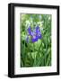 Purple Siberian iris, USA-Lisa Engelbrecht-Framed Photographic Print