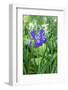 Purple Siberian iris, USA-Lisa Engelbrecht-Framed Photographic Print