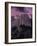 Purple Sky over Half Dome-Jim Zuckerman-Framed Photographic Print