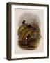 Purple Snowcap, Microchera Parvirostris-John Gould-Framed Giclee Print