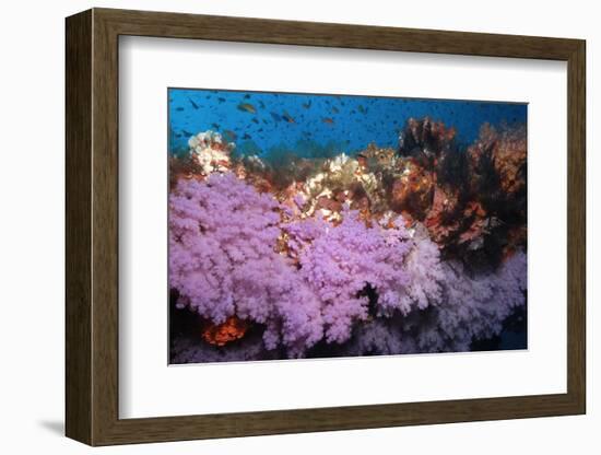 Purple Soft Coral in tropical reef, Maldives-Malcolm Schuyl-Framed Photographic Print