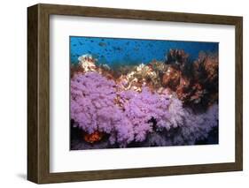 Purple Soft Coral in tropical reef, Maldives-Malcolm Schuyl-Framed Photographic Print