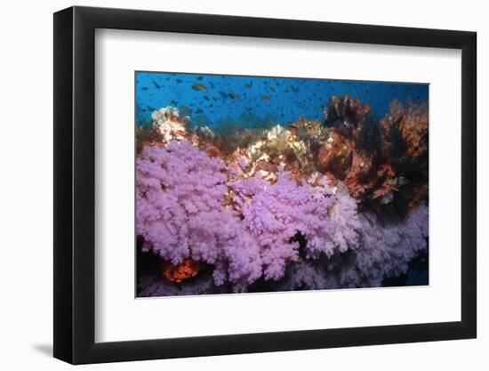 Purple Soft Coral in tropical reef, Maldives-Malcolm Schuyl-Framed Photographic Print