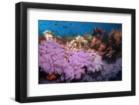 Purple Soft Coral in tropical reef, Maldives-Malcolm Schuyl-Framed Photographic Print