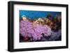 Purple Soft Coral in tropical reef, Maldives-Malcolm Schuyl-Framed Photographic Print