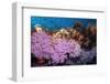 Purple Soft Coral in tropical reef, Maldives-Malcolm Schuyl-Framed Photographic Print