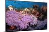 Purple Soft Coral in tropical reef, Maldives-Malcolm Schuyl-Mounted Photographic Print