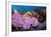 Purple Soft Coral in tropical reef, Maldives-Malcolm Schuyl-Framed Photographic Print