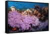 Purple Soft Coral in tropical reef, Maldives-Malcolm Schuyl-Framed Stretched Canvas