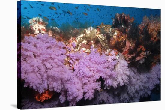 Purple Soft Coral in tropical reef, Maldives-Malcolm Schuyl-Stretched Canvas