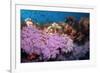 Purple Soft Coral in tropical reef, Maldives-Malcolm Schuyl-Framed Photographic Print