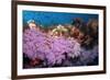 Purple Soft Coral in tropical reef, Maldives-Malcolm Schuyl-Framed Photographic Print