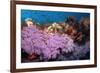 Purple Soft Coral in tropical reef, Maldives-Malcolm Schuyl-Framed Photographic Print