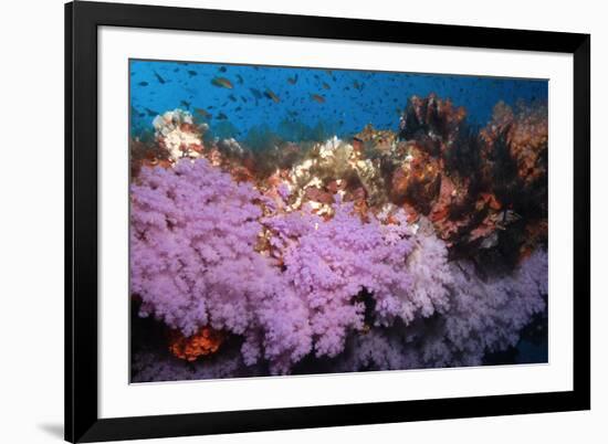 Purple Soft Coral in tropical reef, Maldives-Malcolm Schuyl-Framed Photographic Print