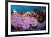 Purple Soft Coral in tropical reef, Maldives-Malcolm Schuyl-Framed Photographic Print