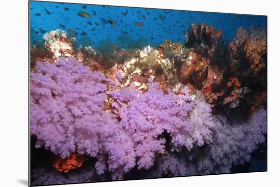 Purple Soft Coral in tropical reef, Maldives-Malcolm Schuyl-Mounted Photographic Print