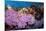 Purple Soft Coral in tropical reef, Maldives-Malcolm Schuyl-Mounted Photographic Print