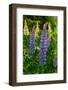 Purple spikes of Russell lupine grow along Trollstigen, Rauma, Norway.-Sergio Pitamitz-Framed Photographic Print