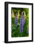 Purple spikes of Russell lupine grow along Trollstigen, Rauma, Norway.-Sergio Pitamitz-Framed Photographic Print