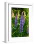 Purple spikes of Russell lupine grow along Trollstigen, Rauma, Norway.-Sergio Pitamitz-Framed Photographic Print