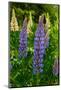 Purple spikes of Russell lupine grow along Trollstigen, Rauma, Norway.-Sergio Pitamitz-Mounted Photographic Print