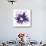 Purple Splash Flower-Elle Stewart-Stretched Canvas displayed on a wall