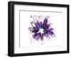 Purple Splash Flower-Elle Stewart-Framed Art Print