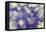 Purple Spotted Background-Saiva-Framed Stretched Canvas