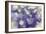 Purple Spotted Background-Saiva-Framed Photographic Print