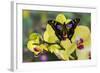 Purple Spotted Swallowtail Butterfly, Graphium Weskit-Darrell Gulin-Framed Photographic Print