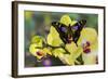 Purple Spotted Swallowtail Butterfly, Graphium Weskit-Darrell Gulin-Framed Photographic Print