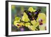 Purple Spotted Swallowtail Butterfly, Graphium Weskit-Darrell Gulin-Framed Photographic Print