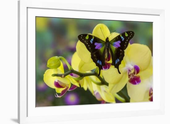 Purple Spotted Swallowtail Butterfly, Graphium Weskit-Darrell Gulin-Framed Photographic Print