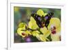 Purple Spotted Swallowtail Butterfly, Graphium Weskit-Darrell Gulin-Framed Photographic Print