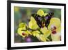 Purple Spotted Swallowtail Butterfly, Graphium Weskit-Darrell Gulin-Framed Photographic Print