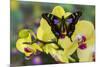 Purple Spotted Swallowtail Butterfly, Graphium Weskit-Darrell Gulin-Mounted Photographic Print
