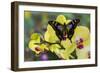 Purple Spotted Swallowtail Butterfly, Graphium Weskit-Darrell Gulin-Framed Photographic Print